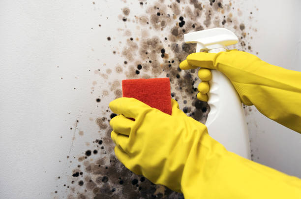 Trusted Newberry, SC Mold Removal Experts