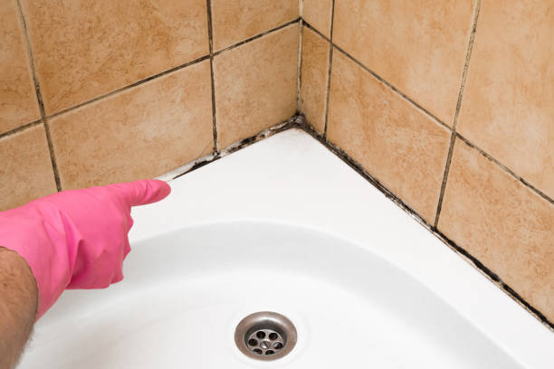 Office Mold Removal Services in Newberry, SC